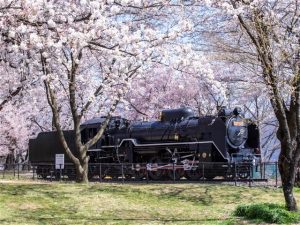 長野県で桜・お花見がおすすめの大型公園(2025)子ども連れで桜散歩!