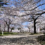 北陸で桜・お花見がおすすめの大型公園18選（2025）子ども連れで桜散歩！