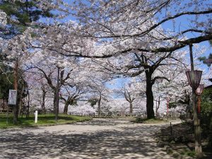 北陸で桜・お花見がおすすめの大型公園18選(2025)子ども連れで桜散歩!