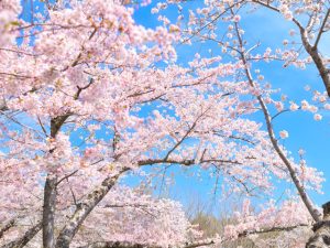滋賀県で桜・お花見がおすすめの大型公園(2025)子ども連れで桜散歩!