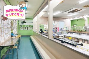 佐用町昆虫館(兵庫県)は、入場無料で生体観察や昆虫採集が体験できる子どもの秘密基地!