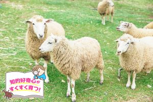 神戸市立六甲山牧場（兵庫県）は、大自然のなかで動物にふれられる癒しのスポット