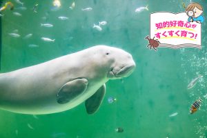飼育種類数日本一の国内最大級の鳥羽水族館(三重県)でかわいい生きものにキュン