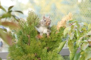神戸どうぶつ王国(神戸市)に新エリア「リスの森〜SquirrelForest~」オープン!