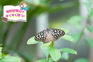 箕面公園昆虫館(大阪府)にある充実の生態展示で、驚きと発見を体感!