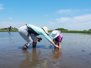 まなびファーム(九十九里)で子どもと田植え体験!野菜収穫や川の生き物観察も!