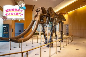 三重県総合博物館MieMu(三重県)は、日本の縮図・三重のすべてがわかる博物館!