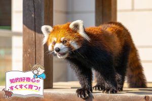 福知山市動物園(京都府)は、かわいい小動物たちとアットホームな雰囲気が魅力