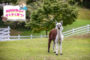 神崎農村公園 ヨーデルの森(兵庫県)でさまざまな動物たちとふれあう!