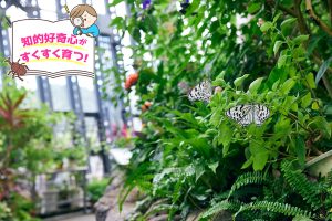 橿原市昆虫館(奈良県)で身近な昆虫やユニークな生きものを観察しよう