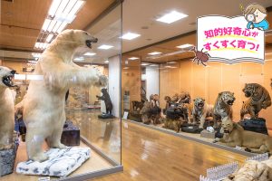 きしわだ自然資料館(大阪府)の自然への興味を深める体験学習が人気!