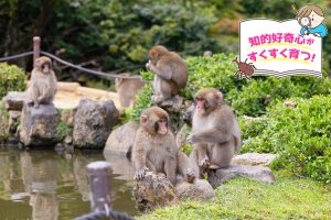 嵐山モンキーパーク(京都府)で、野生のニホンザルの生態を観察しよう!