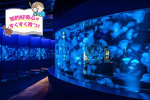京都水族館(京都府)で、アートのような美しいクラゲの舞に感動!