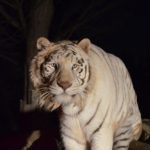 2023年夏休みの動物園イベント！ナイトサファリや夜の特別営業がおすすめ