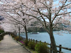 岐阜県で桜・お花見がおすすめの大型公園(2025春)子ども連れで桜散歩!