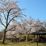 静岡県で桜・お花見がおすすめの大型公園（2025春）子ども連れで桜散歩！