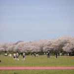 三重県で桜・お花見がおすすめの大型公園（2025春）子ども連れで桜散歩！