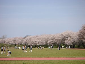 三重県で桜・お花見がおすすめの大型公園(2025春)子ども連れで桜散歩!