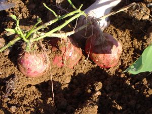 兵庫県の秋の味覚&果物狩りスポット15選!ぶどう狩り・りんご狩り・芋掘りなど