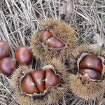 全国のおすすめ栗拾いスポット！時期・品種・やり方・服装などもチェック