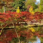 岐阜県の紅葉がおすすめの公園・庭園など8選（10月下～12月上）子どもと秋散歩！
