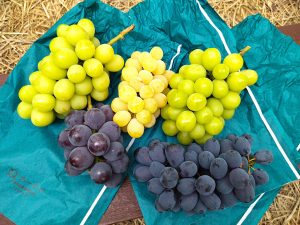 黄色いシャインマスカット狩りが最高！岡山の美作農園で4品種のぶどう狩り