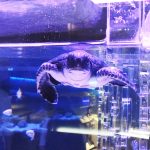 ウミガメの赤ちゃんに会える！すみだ水族館の新展示で小笠原の海を身近に体感