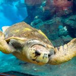 ウミガメの種類や生態を解説！おすすめ水族館10選では餌やりや赤ちゃんの観察も