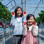 東海のいちご狩り、おすすめの品種と農園は？静岡のきらぴ香など