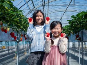東海のいちご狩り、おすすめの品種と農園は？静岡のきらぴ香など