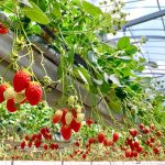 中国・四国のいちご狩り、おすすめの品種と農園は？香川のさぬきひめなど