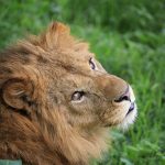 ライオンを見に行きたい動物園・サファリは？生態・性格・特徴などもチェック！