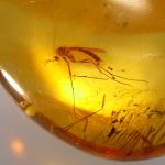 奈良 蔦屋書店で「化石鉱物 Museum 地球のキセキ」フェア開催　500種類以上の化石や鉱物、隕石や恐竜の全身骨格も展示