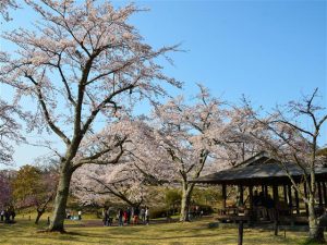 東海で桜・お花見がおすすめの大型公園29選(2025)子ども連れで桜散歩!
