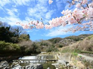 関西で桜・お花見がおすすめの大型公園24選(2025)子ども連れで桜散歩!
