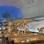 福井県立恐竜博物館　短時間で見学するには？時短の徹底ポイント