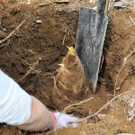 千葉県でタケノコ掘りを体験！木更津・芝山・大多喜などのおすすめスポット5選