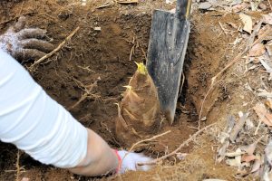 千葉県でタケノコ掘りを体験!木更津・芝山・大多喜などのおすすめスポット5選