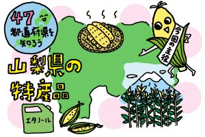 山梨県の特産品おもしろ雑学|トウモロコシの甘みは盆地気候&たっぷりの日光でマシマシに!?