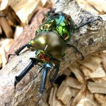 2025年夏休みの昆虫イベント・昆虫展まとめ！カブトムシ・クワガタとのふれあいが人気