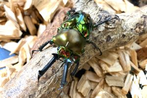 2025年夏休みの昆虫イベント・昆虫展まとめ！カブトムシ・クワガタとのふれあいが人気