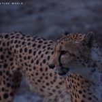 2025年夏休みの動物園イベント！ナイトサファリや夜の特別営業がおすすめ