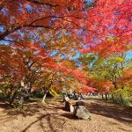 ［関東］秋の絶景！紅葉ハイキング・紅葉散歩のおすすめスポット（10月～12月上旬）