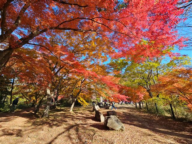 嵐山渓谷(埼玉県)/嵐山町観光協会