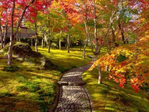 神奈川県で紅葉がおすすめの公園・庭園など10選(10月下~12月中)子どもと秋散歩!