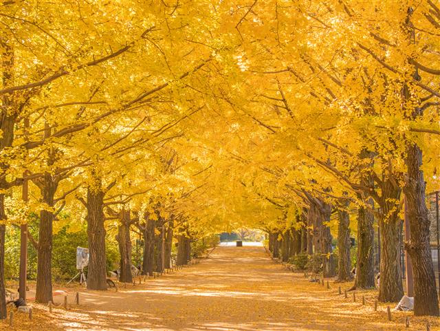 国営昭和記念公園(東京都/立川市)