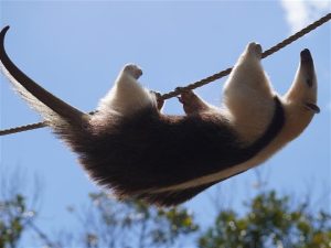 伊豆アニマルキングダム（静岡県賀茂郡東伊豆町）動物やアトラクション、スポーツなど盛りだくさん