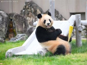 アドベンチャーワールド(和歌山県白浜町)癒しのパンダアイランドへようこそ!