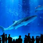 沖縄美ら海水族館（沖縄県本部町）世界最大級の水族館、ジンベエザメは必見