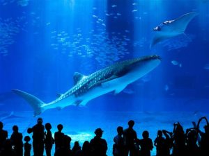 沖縄美ら海水族館(沖縄県本部町)世界最大級の水族館、ジンベエザメは必見